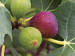 Marseilles Fig